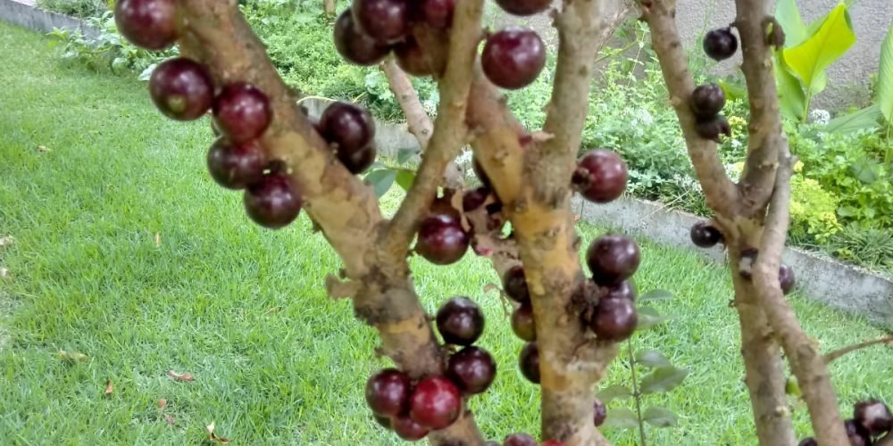 Jabuticabeira